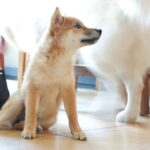 Shibarium Documentation Finished and Set for Release, with One Catch for Shiba Inu Fans
